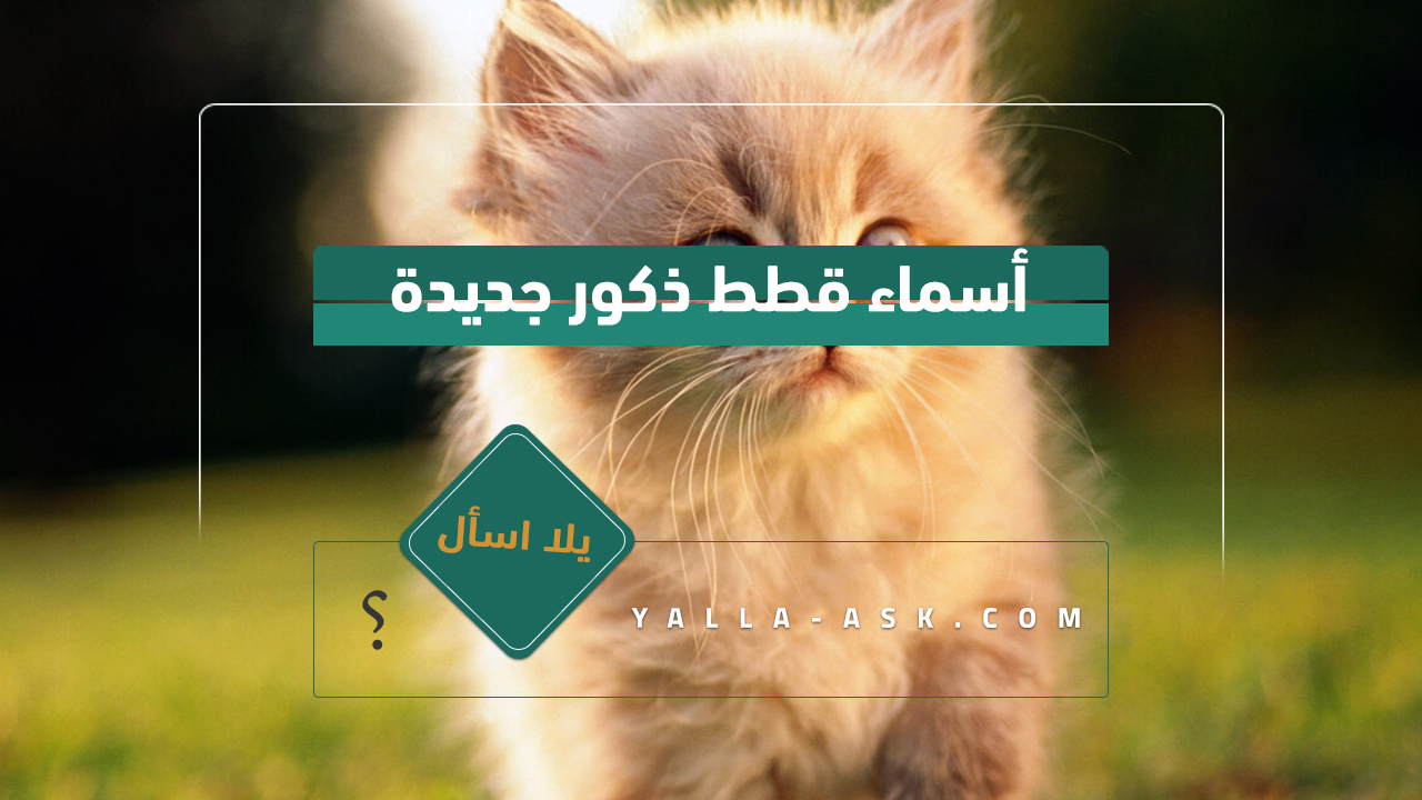 اسماء قطط ذكور 2024 تجميعة لأفضل أسماء قطط ولاد ومعانيها أسماء قطط ذكور جديدة