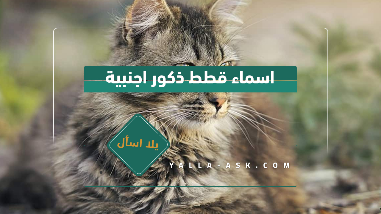 اسماء قطط ذكور 2024 تجميعة لأفضل أسماء قطط ولاد ومعانيها اسماء قطط ذكور اجنبية