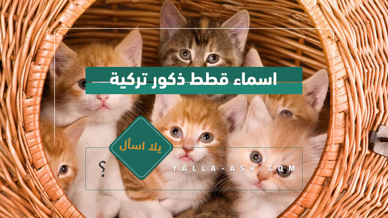 اسماء قطط ذكور 2024 تجميعة لأفضل أسماء قطط ولاد ومعانيها اسماء قطط ذكور تركية