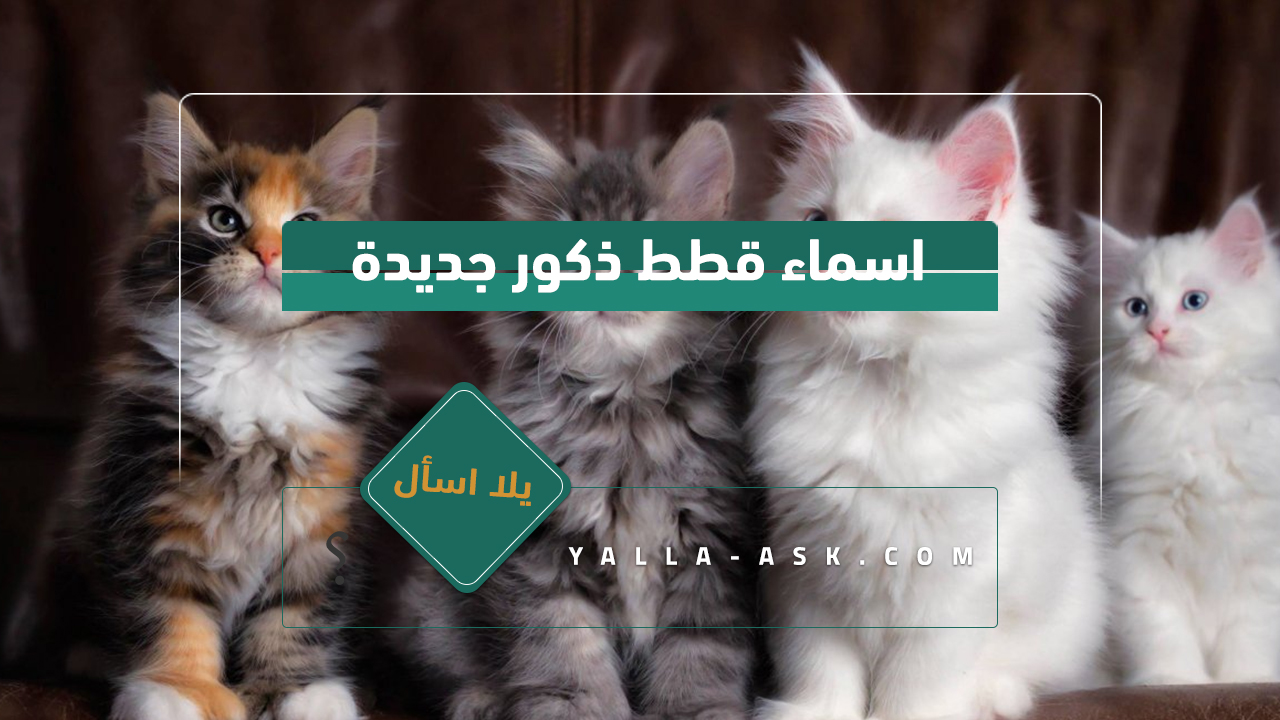 اسماء قطط ذكور 2024 تجميعة لأفضل أسماء قطط ولاد ومعانيها اسماء قطط ذكور جديدة