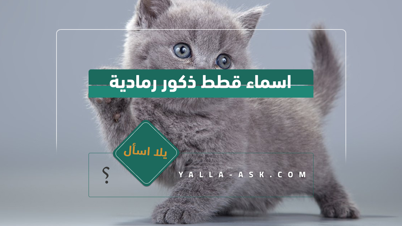 اسماء قطط ذكور 2024 تجميعة لأفضل أسماء قطط ولاد ومعانيها اسماء قطط ذكور رمادية