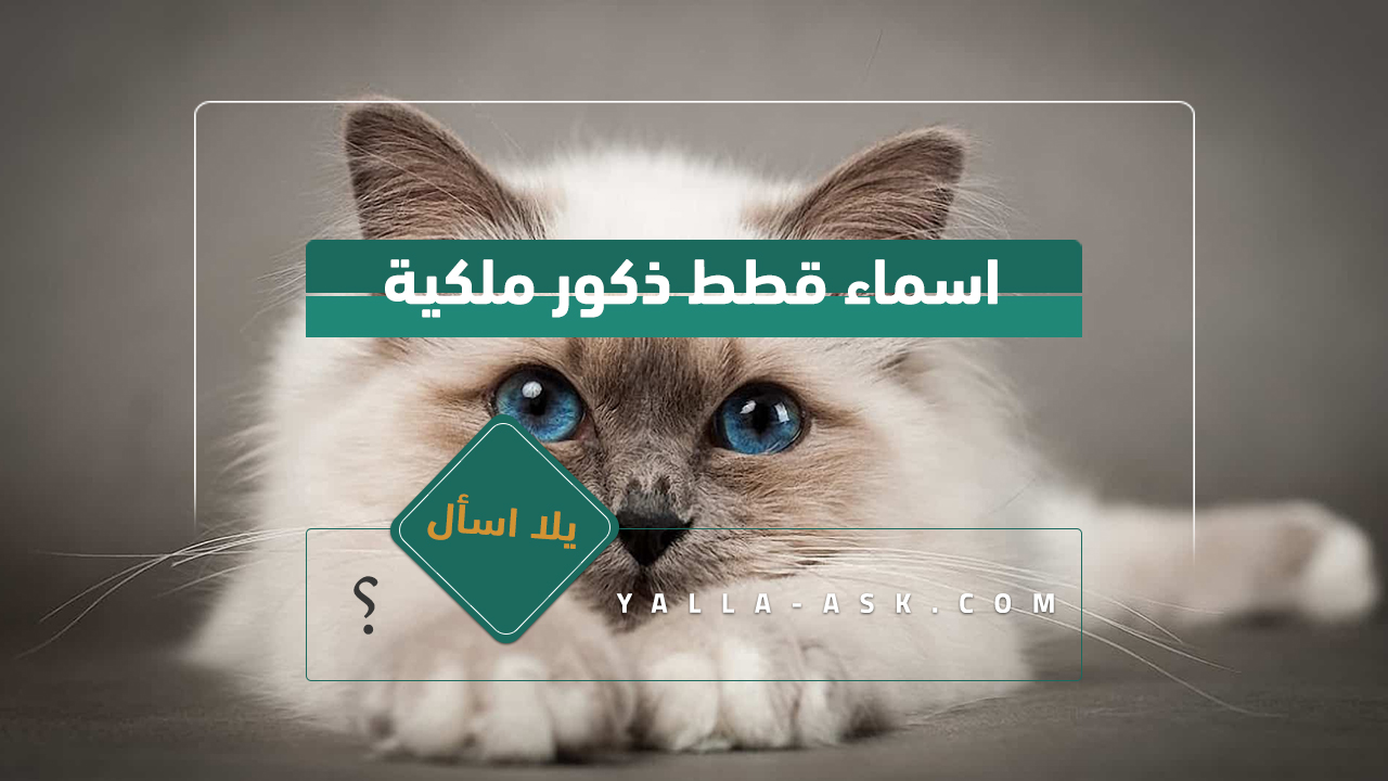 اسماء قطط ذكور 2024 تجميعة لأفضل أسماء قطط ولاد ومعانيها اسماء قطط ذكور ملكية