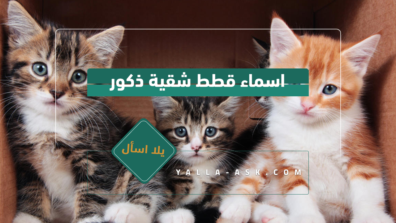 اسماء قطط ذكور 2024 تجميعة لأفضل أسماء قطط ولاد ومعانيها اسماء قطط شقية ذكور