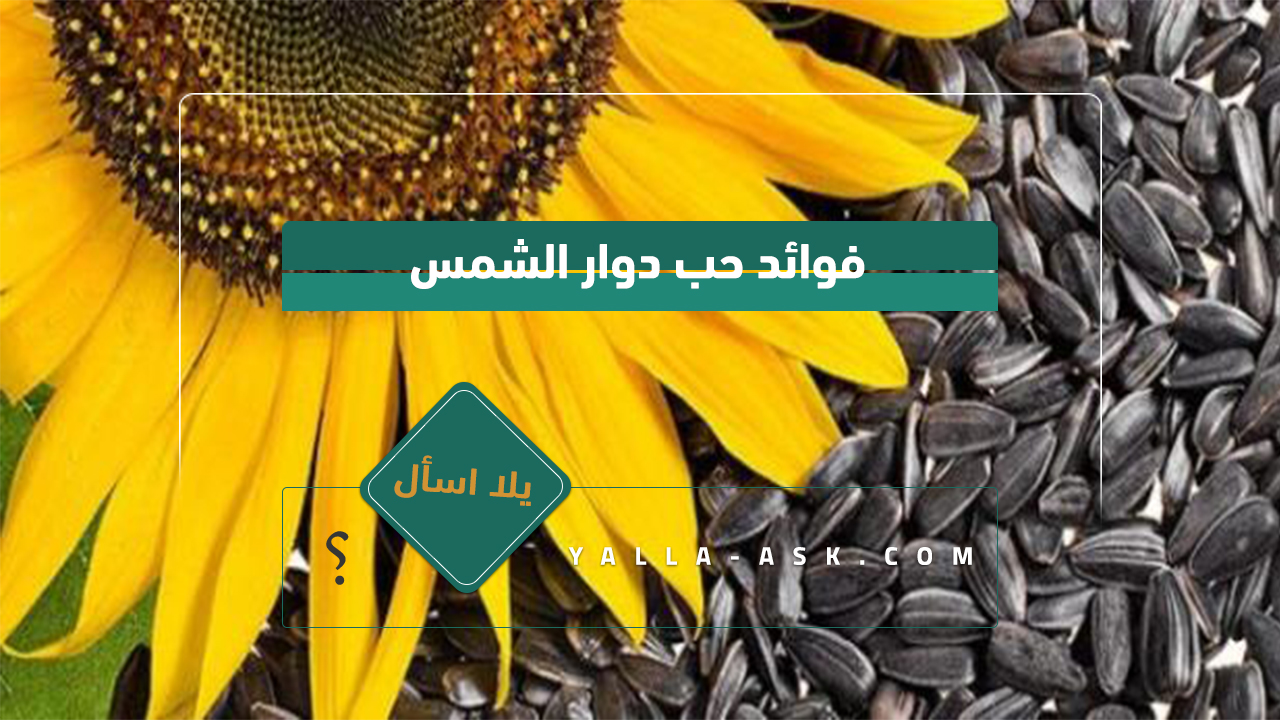 فوائد حب دوار الشمس