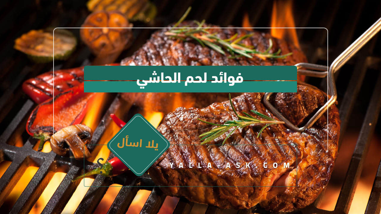 فوائد لحم الحاشي