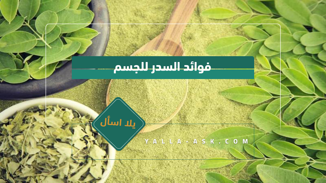 فوائد السدر للجسم
